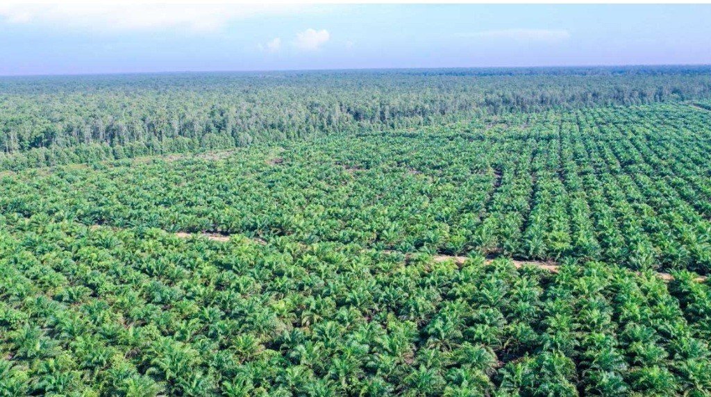Pemerintah Tegaskan Strategi Sawit Nasional Fokus Produktivitas dan Kemandirian Energi