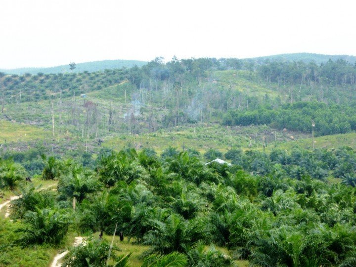 Prabowo Tegas Larang Bakar Hutan, Perintahkan Teknologi Pembukaan Lahan Modern