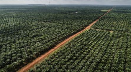 Negara Tegaskan Pendekatan Dialog dan Hukum dalam Menyikapi Polemik Sawit di Papua