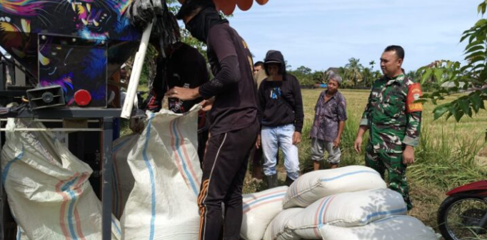 Babinsa Jadi Penggerak Panen Raya, TNI Hadir Nyata di Tengah Sawah Aceh Selatan