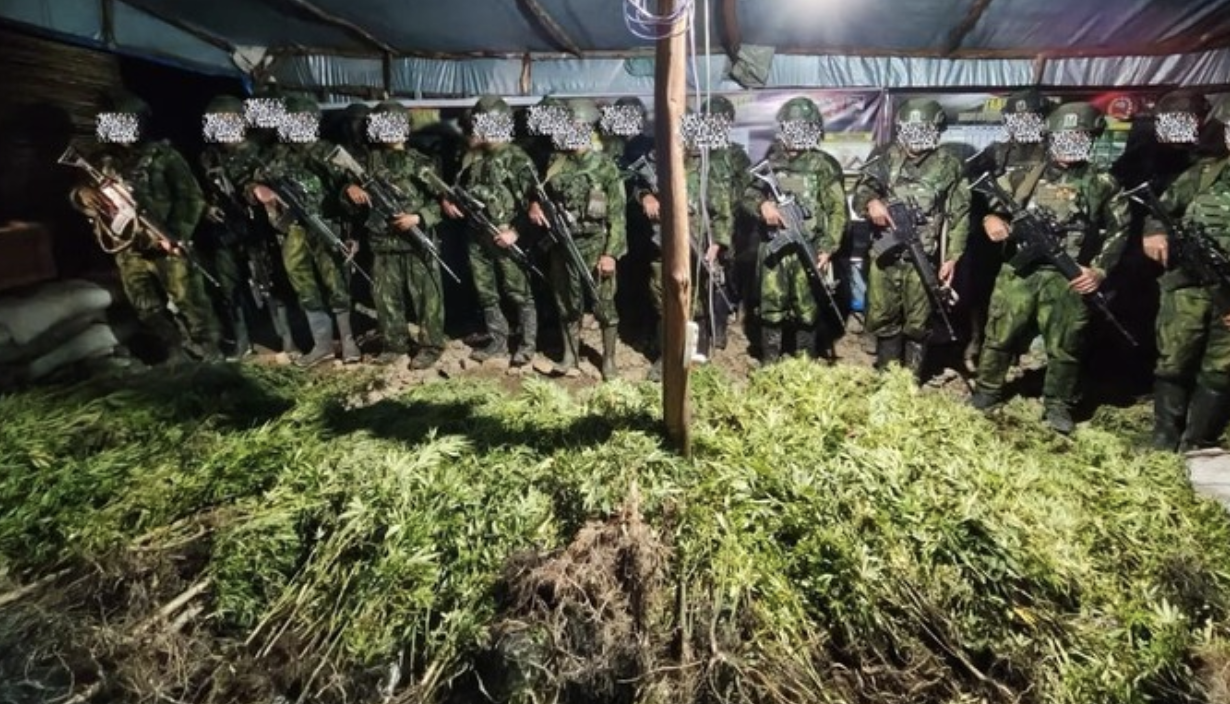 Operasi TNI Temukan Ribuan Tanaman Ganja di Yahukimo, Perkuat Perlindungan Generasi Muda Papua