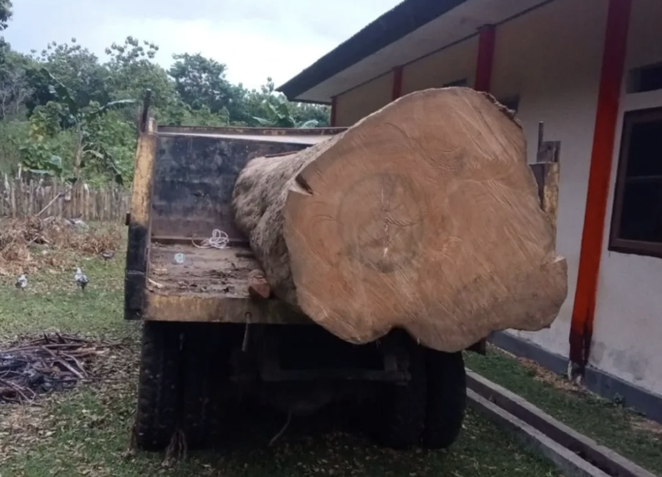 Operasi Gabungan Ungkap Illegal Logging di Cagar Alam Napabalano
