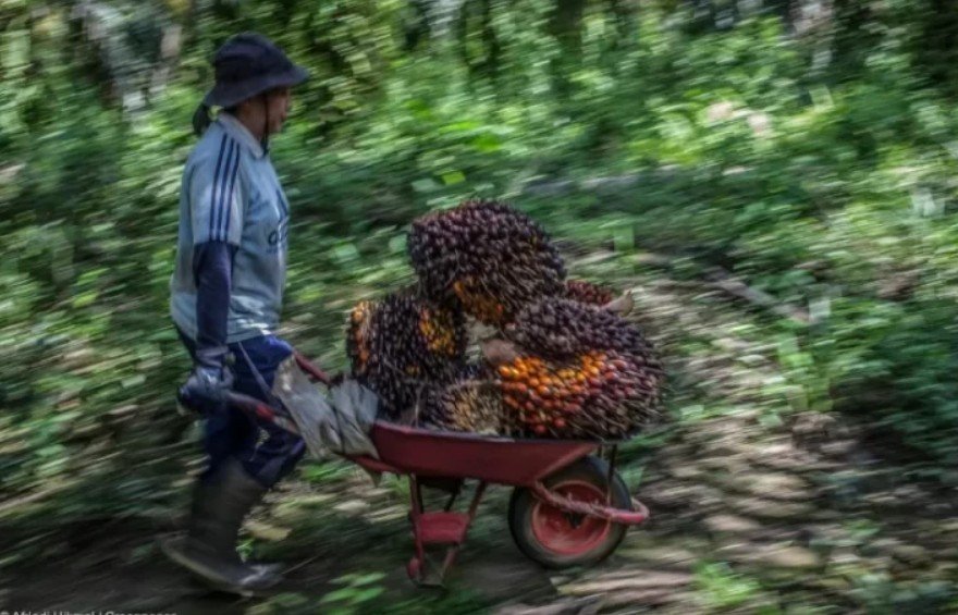Peneliti UI Soroti Tantangan B50, Dorong Penguatan Produksi Sawit