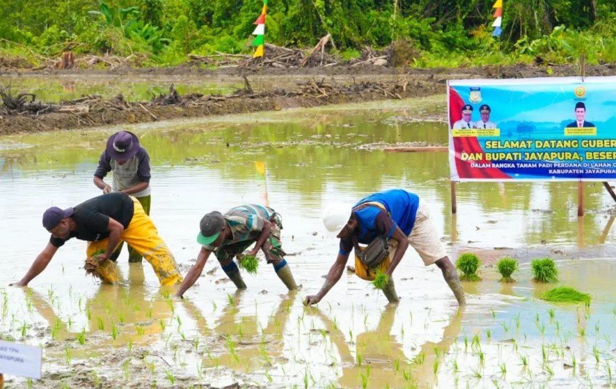 Papua genjot cetak sawah menuju swasembada pangan