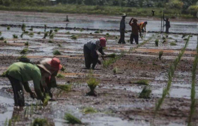 Food Estate Merauke Digarap Warga Lokal, Peluang Ekonomi untuk Daerah